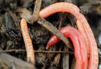 Earthworm In The Ground Close-up Sauvageons en ville - découvrir une autre nature en ville à Lausanne et à Morges