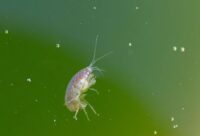 Crustacé Amphipode Gammaridae Gammarus En Gros Plan Dans Eau Riche En Algues Sauvageons en ville - découvrir une autre nature en ville à Lausanne et à Morges